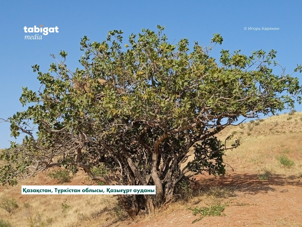 Ең ыстық жезөкшелер